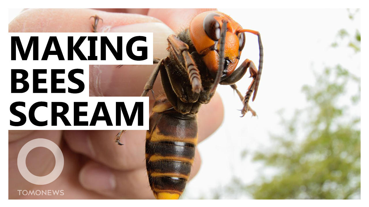 How Bees ‘Scream’ When Genocidal Murder Hornets Attack