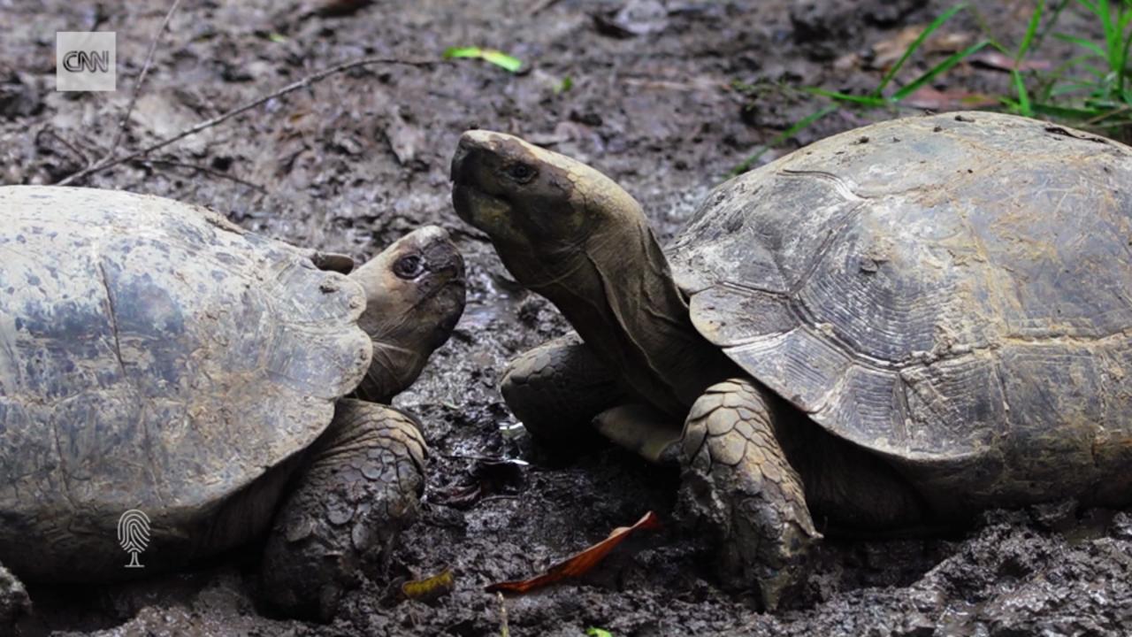 Slow and steady wins the race: restoring Bangladesh's endangered turtle and tortoise species