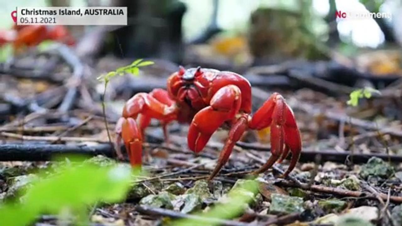 Millions of crabs paint Christmas Island red