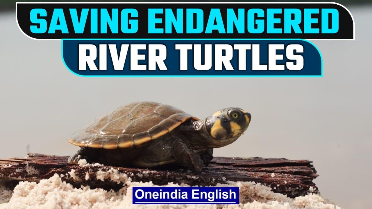 The Yellow Spotted Endangered River Turtle in Peru | Oneindia News