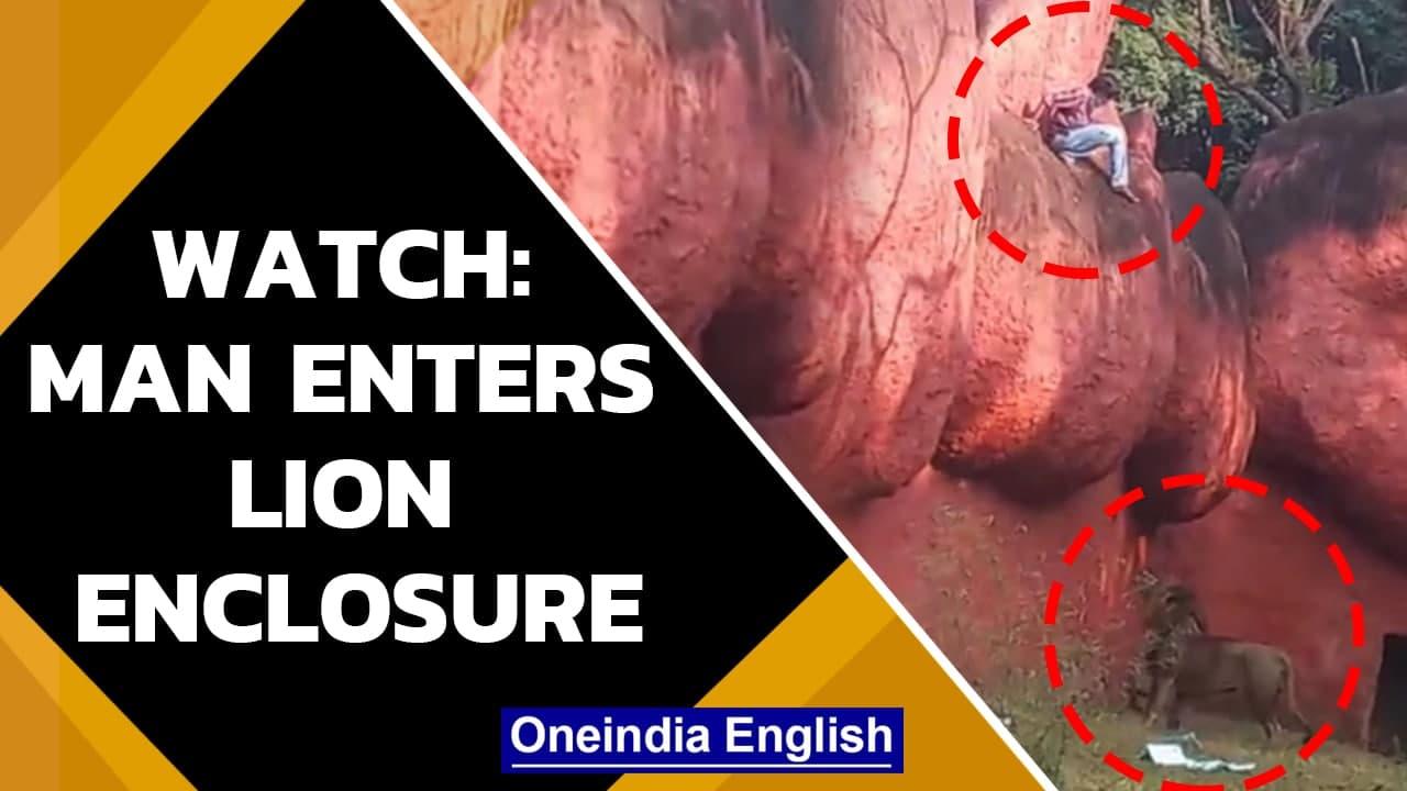 Hyderabad: Man enters lion enclosure in a zoo, handed over to police | Watch | Oneindia News