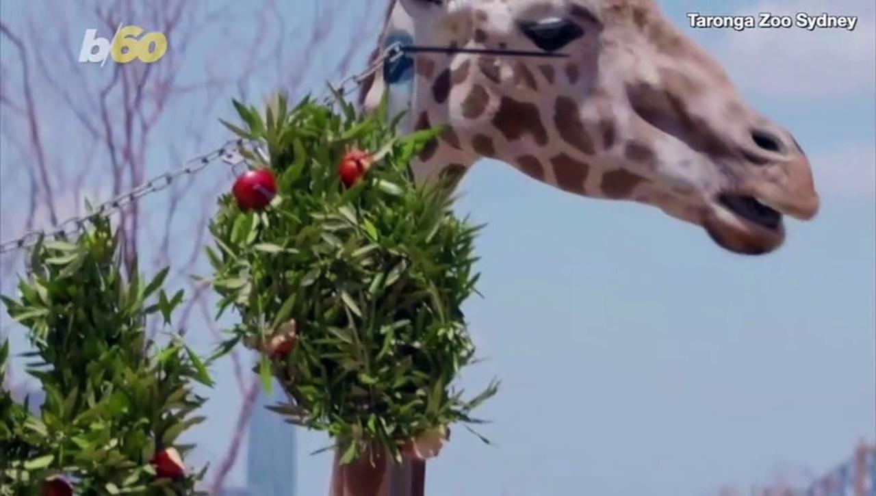 An Early Christmas Surprise for These Amazing Animals in Australia