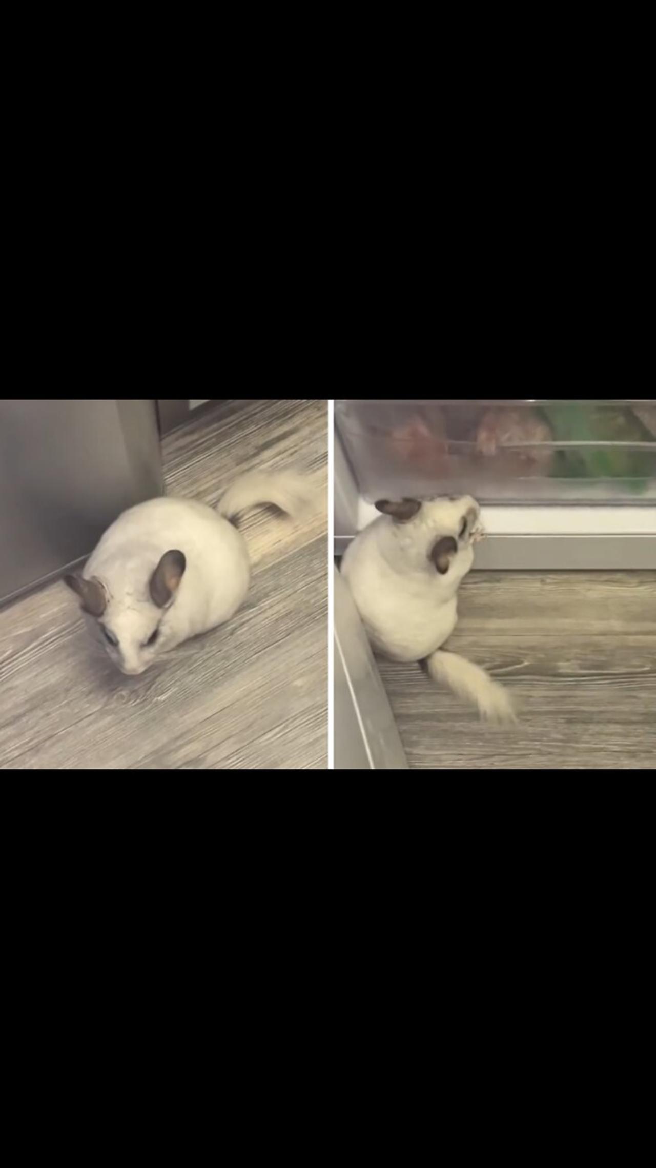 Hungry chinchilla opens up fridge to get a snack