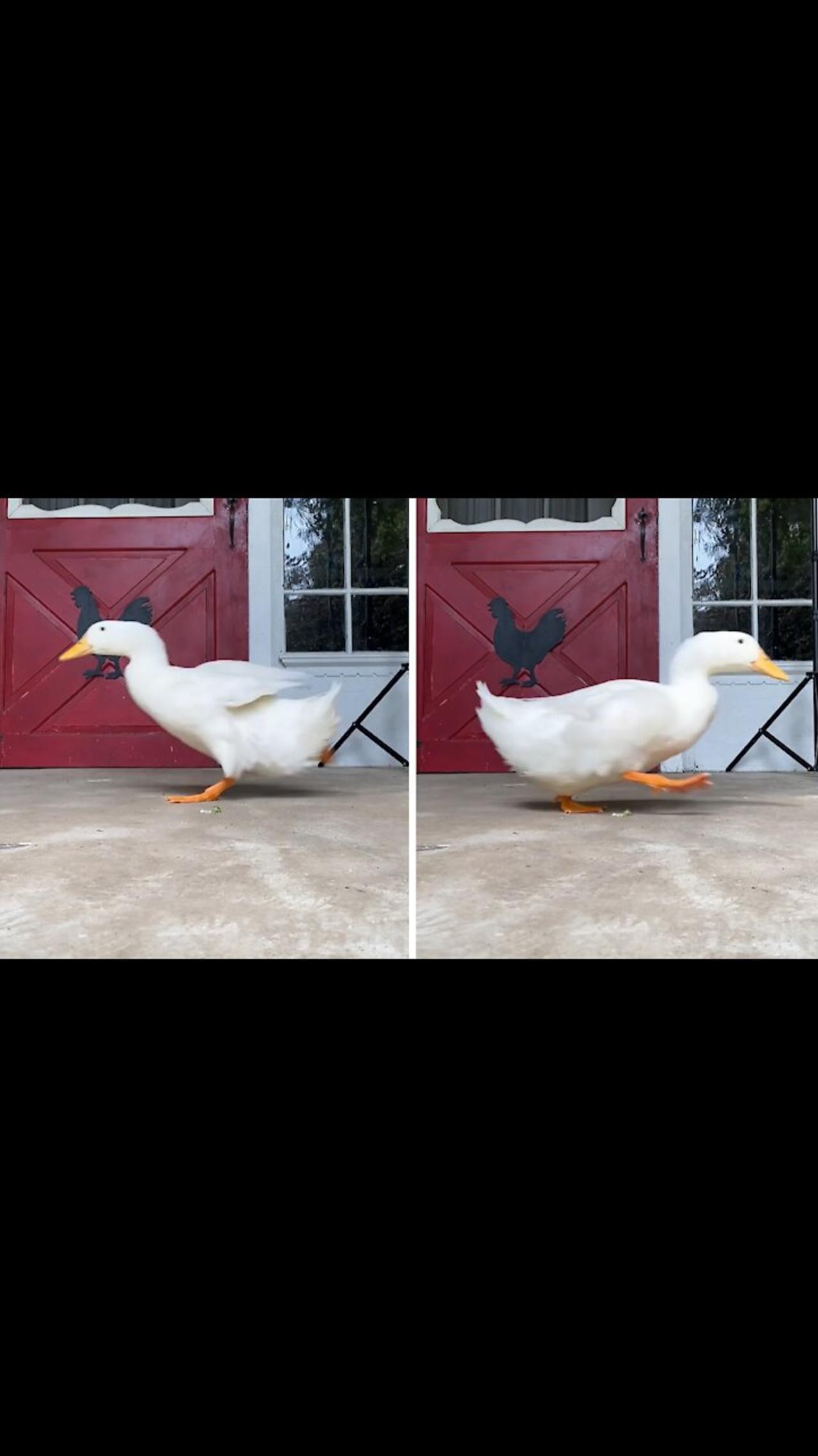 Duck adorably runs back and forth in front of the camera