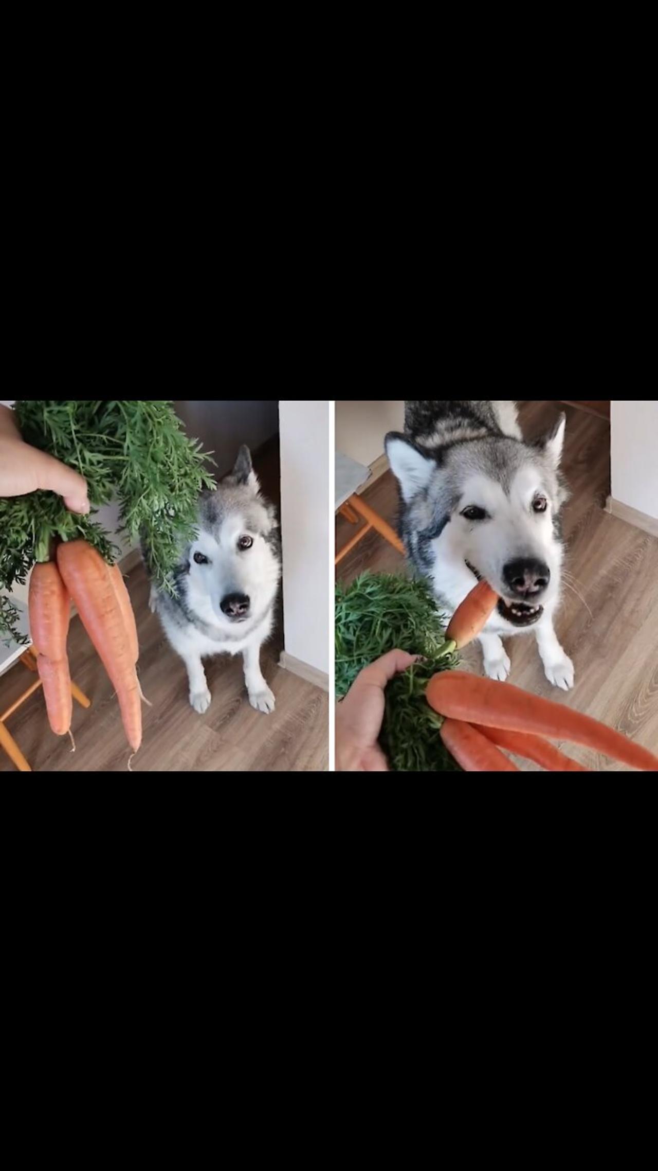 Healthy husky loves munching on fresh carrots