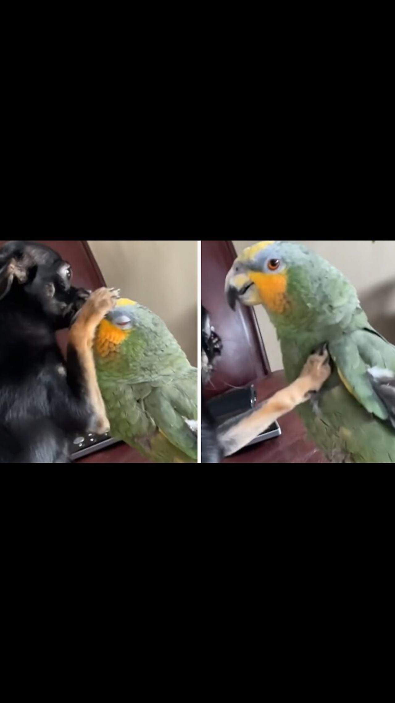 Parrot calls dog a 'good girl' for gently petting him