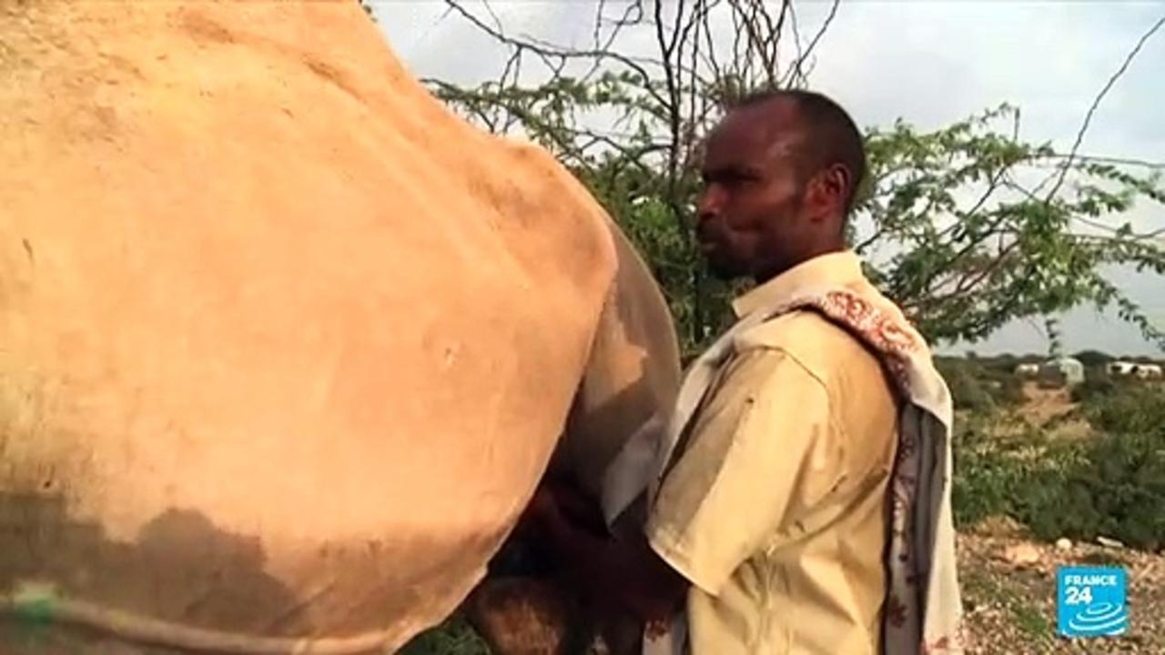 Milk, meat and might: In Somalia, 'the camel is king'