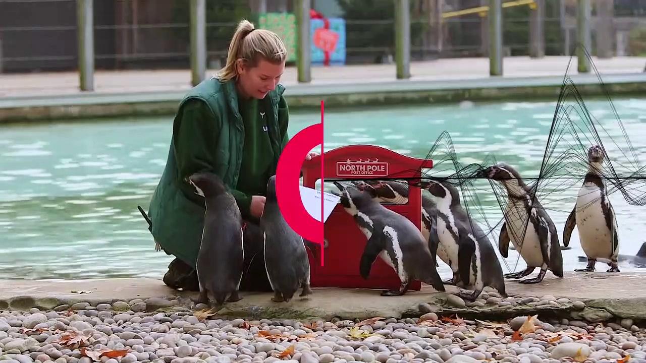 Penguins post Christmas wishes to Santa