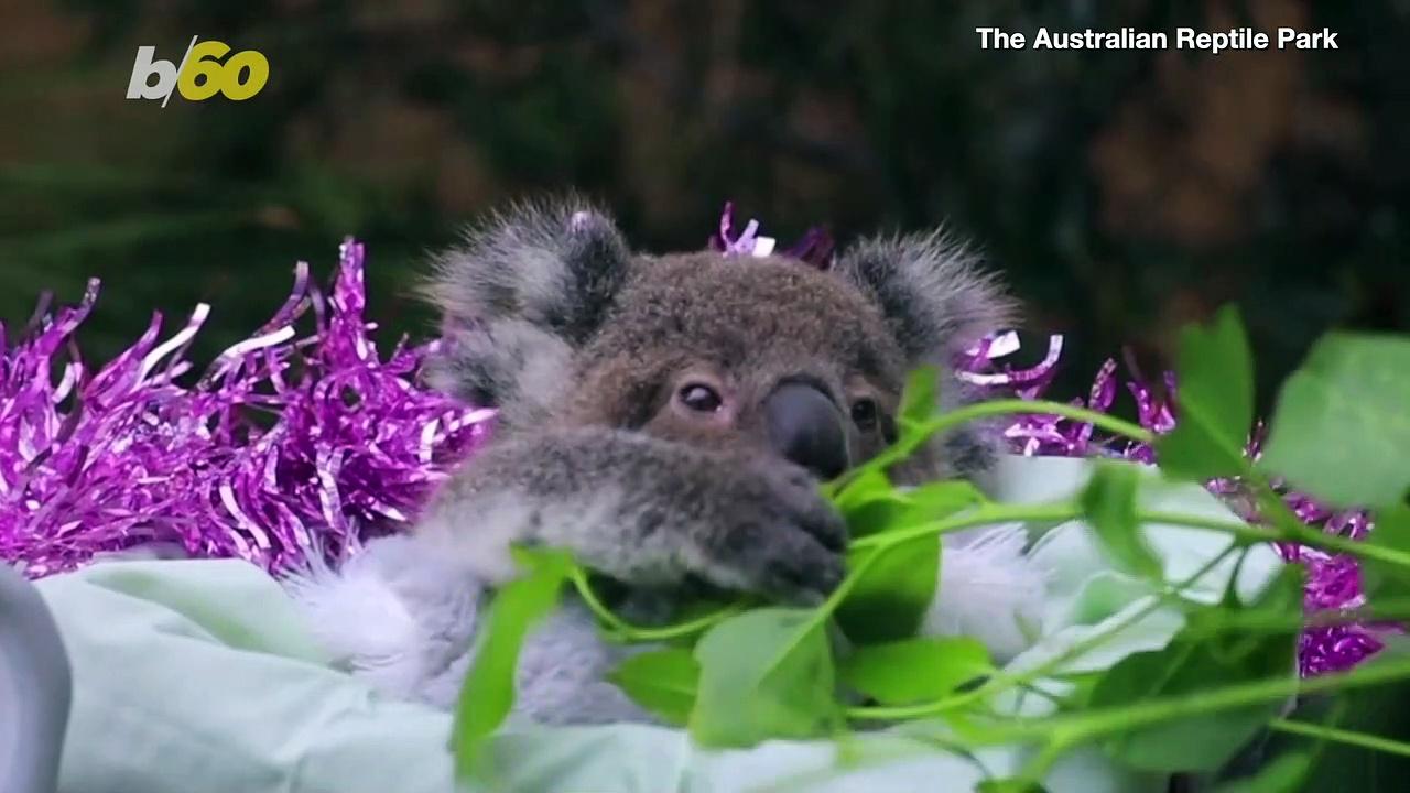 The Australian Zoo Helps These Adorable Baby Animals Get in the Holiday Spirit