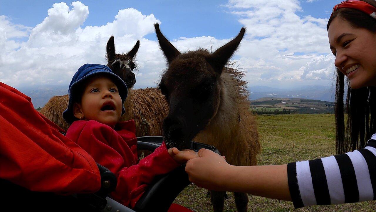 Child adorably belly laughs while meeting llamas for the first time