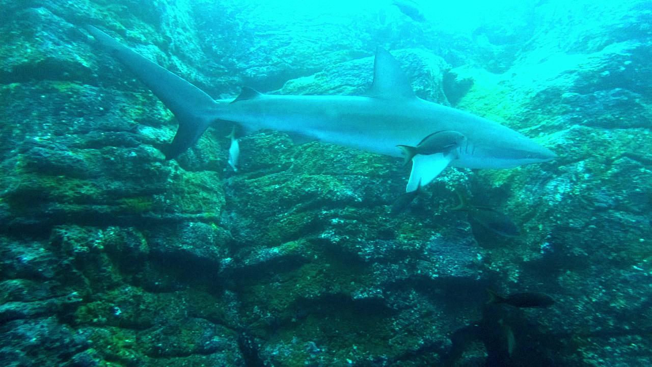 Curious Galapagos shark comes straight for scuba diver