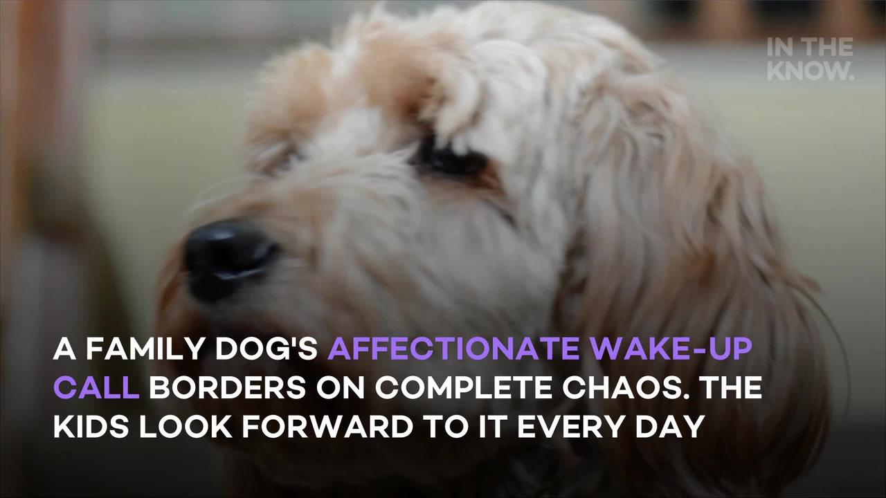 Chaotic' dog gives kids 'one heck of a wake-up call' every single morning