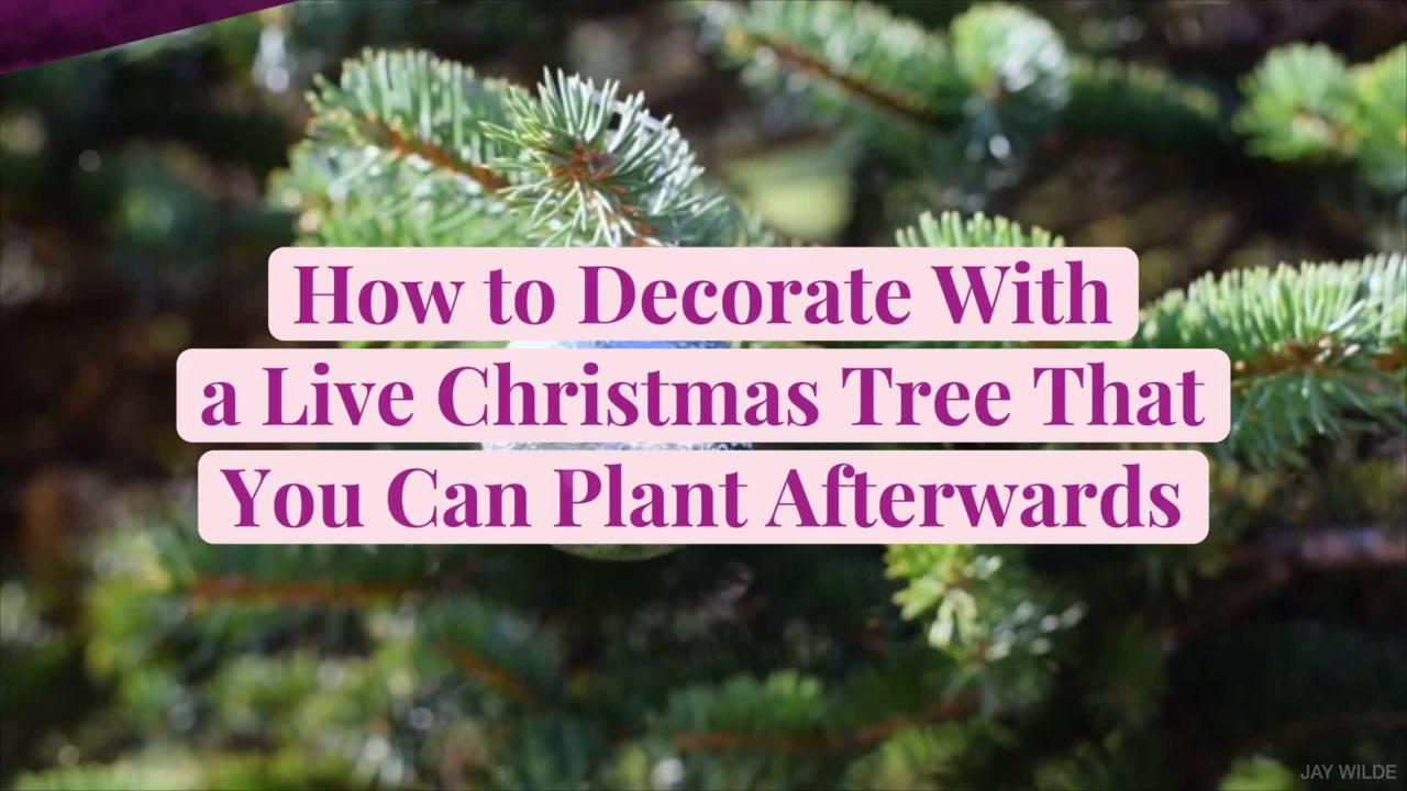 How to Decorate with a Live Christmas Tree That You Can Plant Afterwards