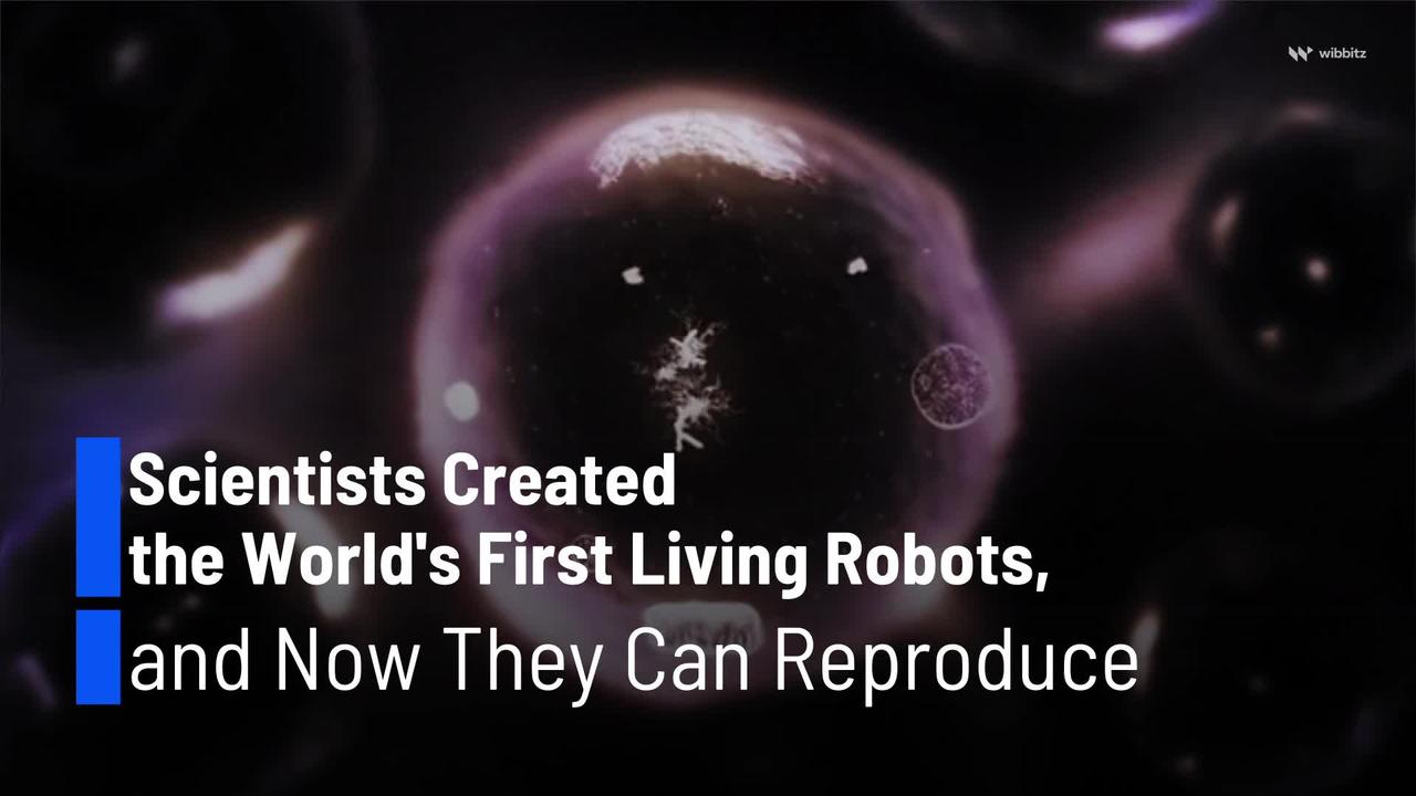 Scientists Created the World's First Living Robots, and Now They Can Reproduce