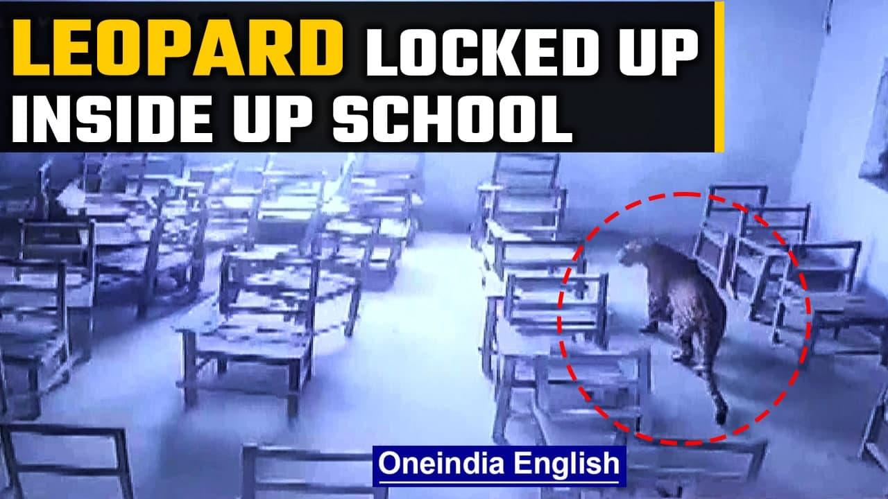 Leopard stray inside a school in Aligarh, locked in a classroom after attacking student | Oneindia