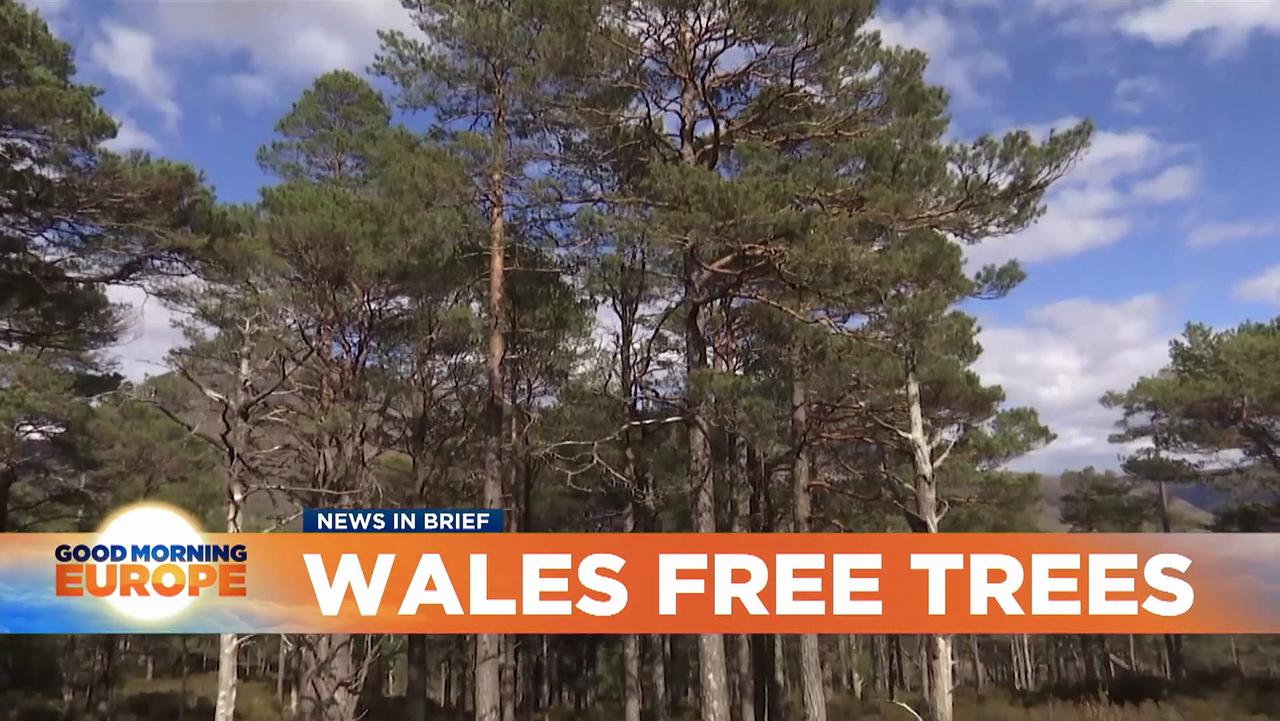 Every household in Wales to plant a tree as green areas have a 'lower crime rate'