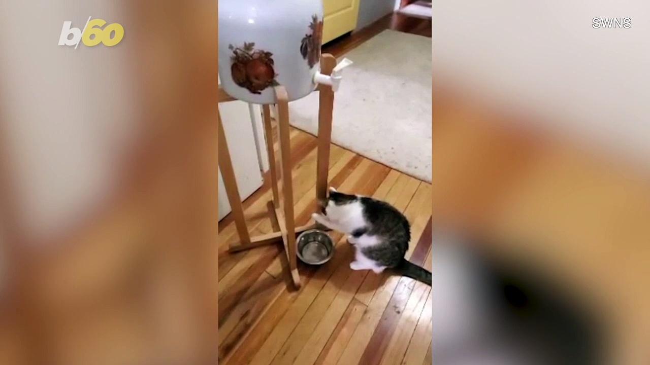 This Smart Kitty Figured Out How to Operate a Water Cooler