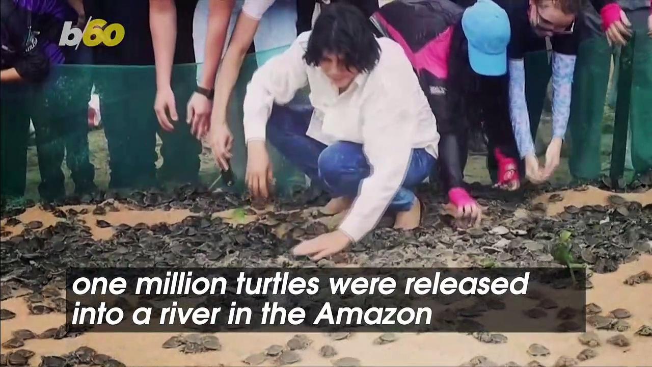 One Million Turtles Were Released Into a River in the Amazon in an Effort To Preserve the Species