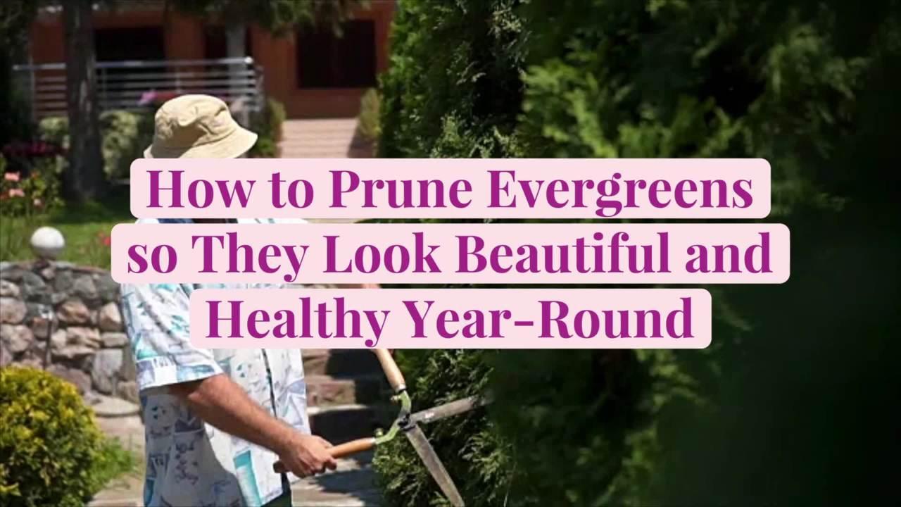 How to Prune Evergreens so They Look Beautiful and Healthy Year-Round