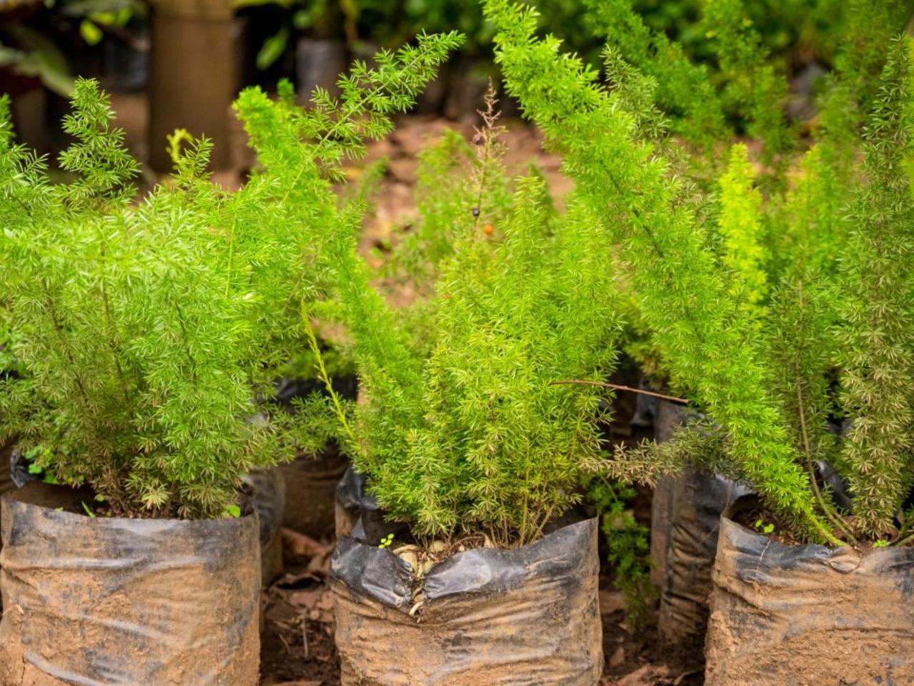Your Guide to Planting, Growing, and Caring for an Asparagus Fern