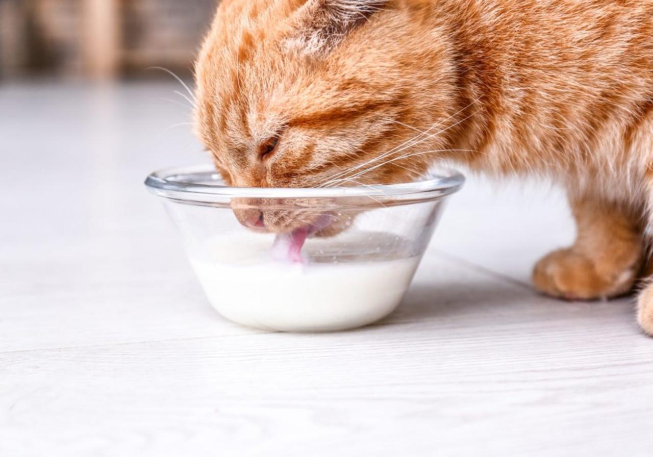 Are Cats Lactose Intolerant? Here's What Experts Say About Letting Them Drink Milk