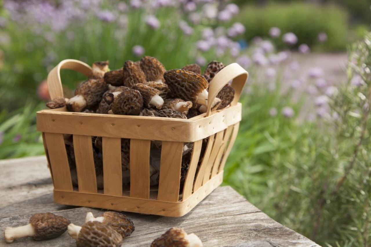 Learn All About Morel Mushrooms, the Elusive Fungi That Will Elevate Your Cooking