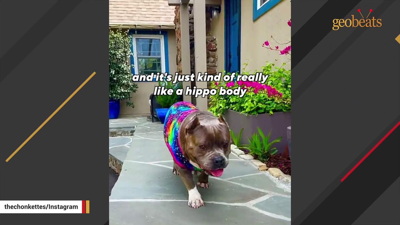 This dog may not be a dentist's dream. But she does the best dinner twirls.