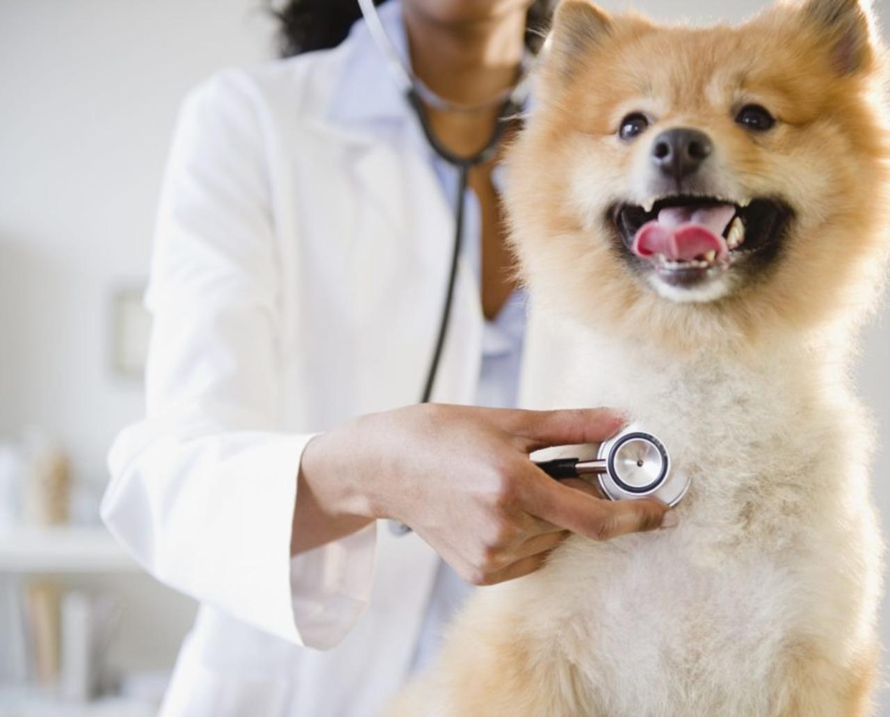 All About Pet Insurance: What Does It Cover, and Should You Purchase a Plan?