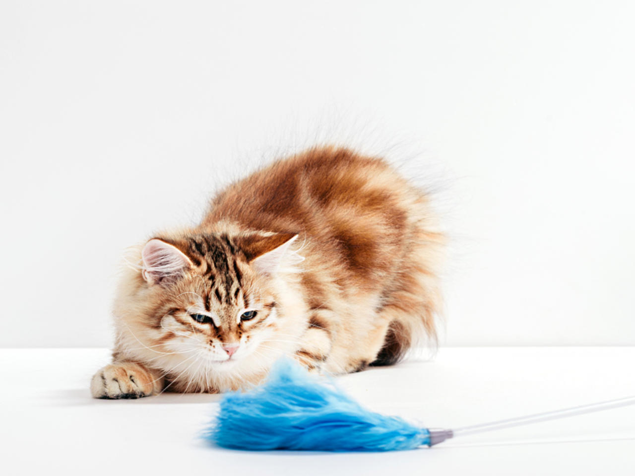 Four Ways to Keep Your Cat's Brain Sharp