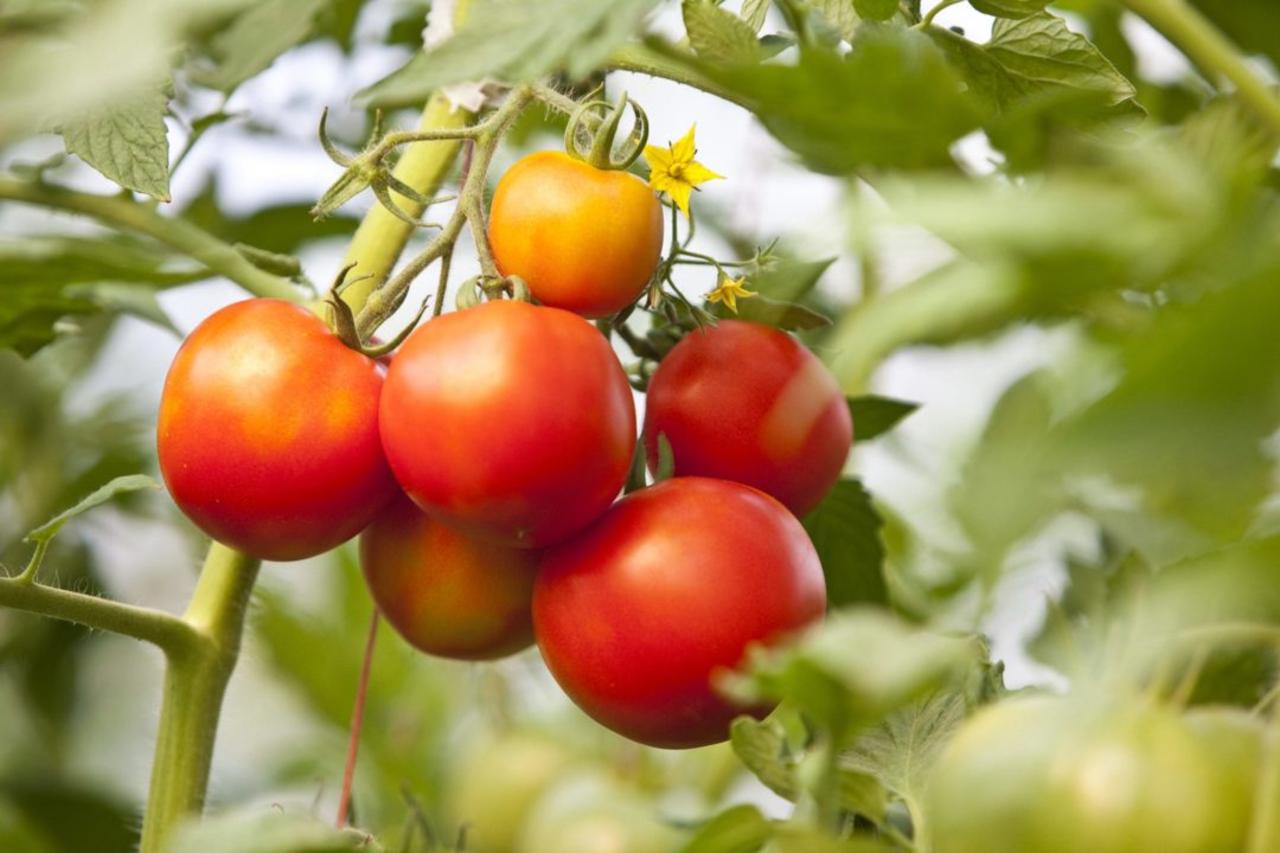 Consider This Your Complete Guide to Tomato Fertilizer