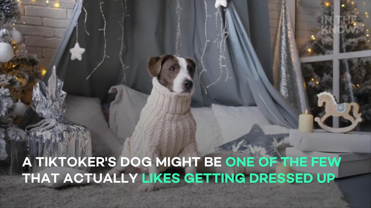 Dog whines for sweater every time he gets cold