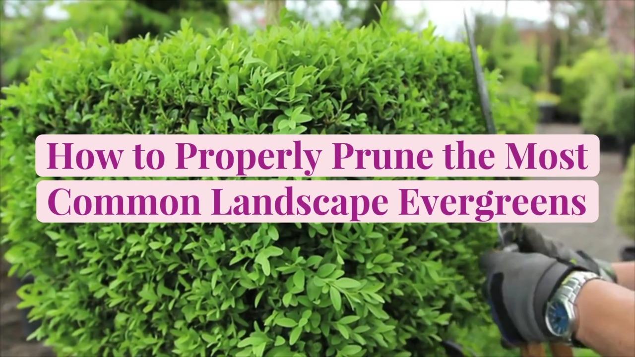 How to Properly Prune 12 of the Most Common Landscape Evergreens