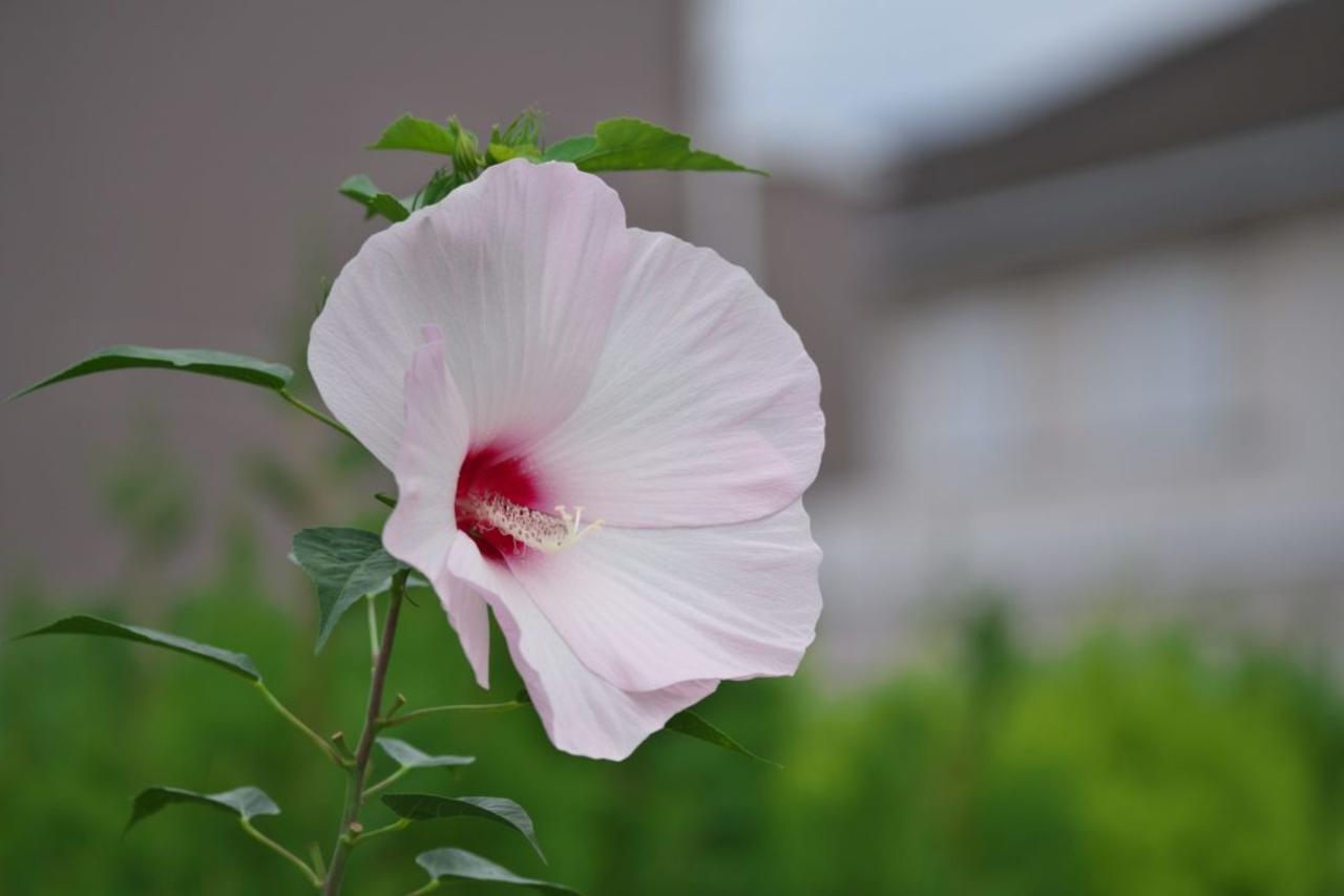 Five Tips for Growing and Caring for Hibiscus Moscheutos, Also Known as Swamp Rose Mallow