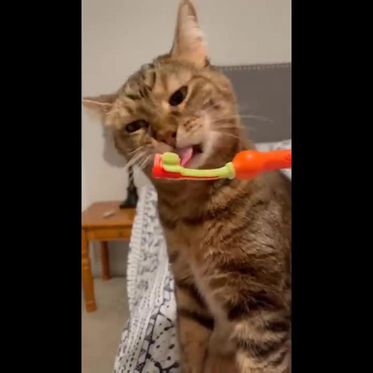 Funny Cats 😹 - Don't Try To Stop Laughing 🤣 - Funniest Cats Ever