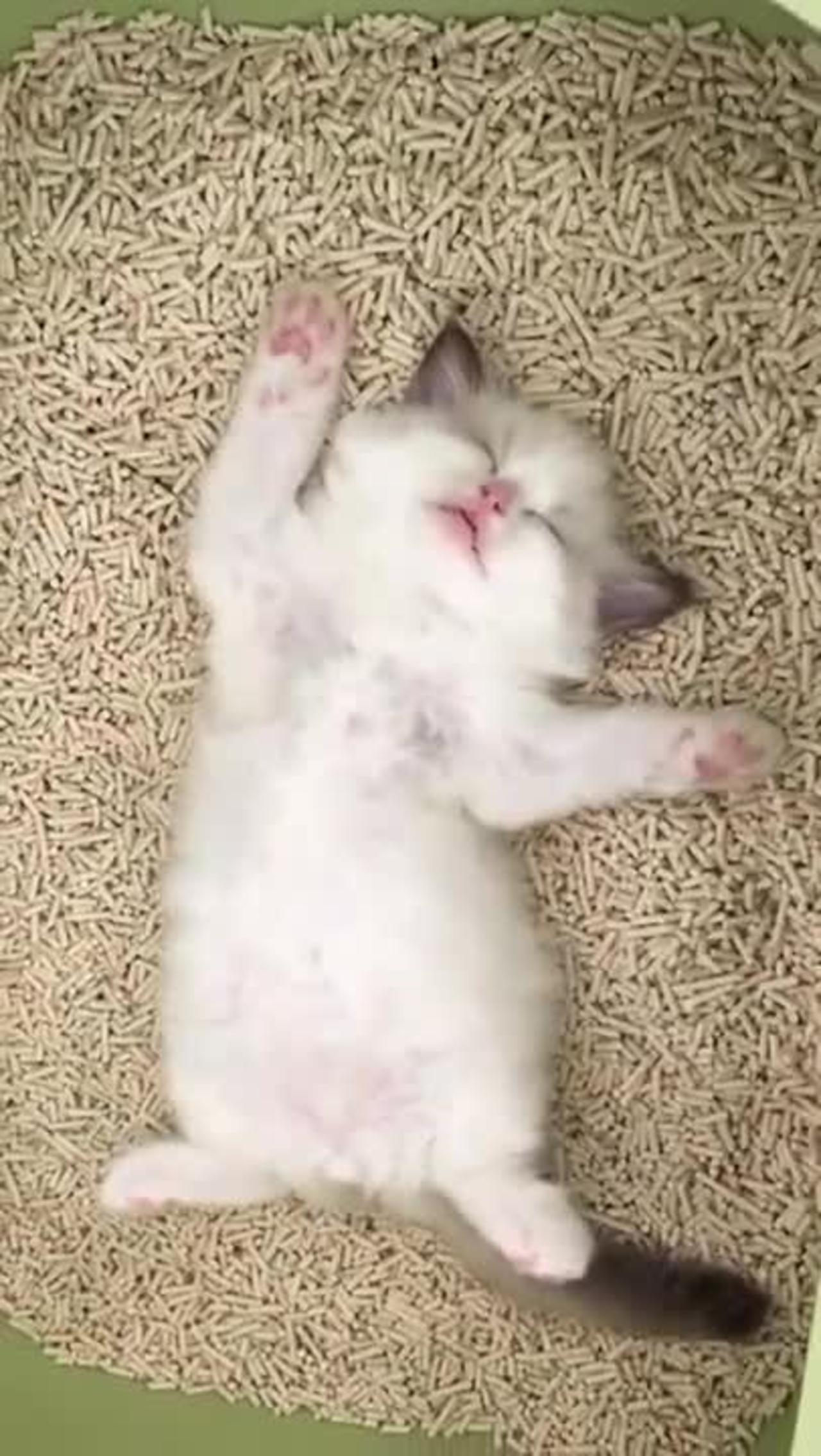 Funny and Cute Cats Compilation - Funny Cat - Cute Kitten Animal Pets #short #kitten #cutekittens