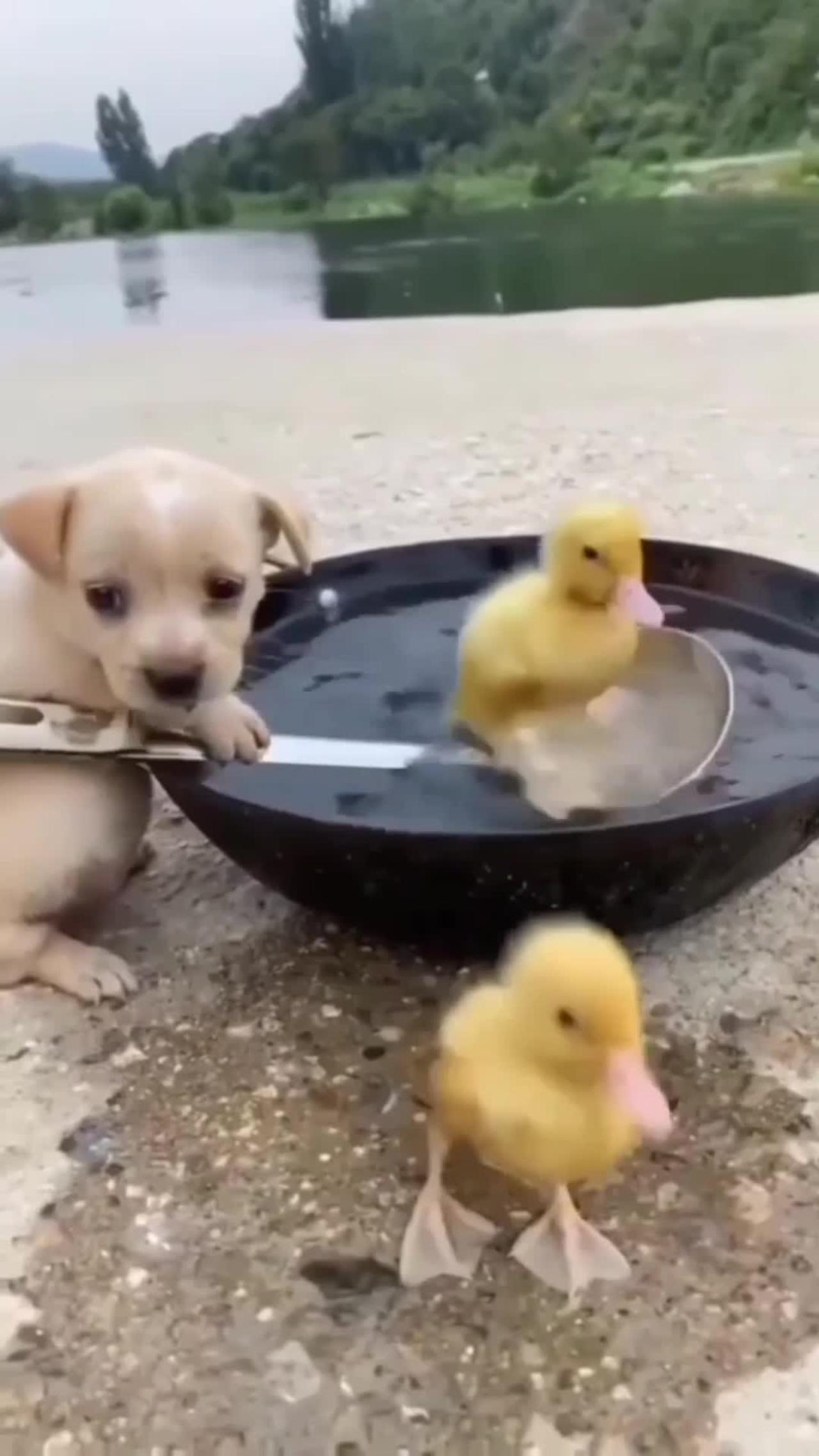 Talented smart dog saved duck baby 🔥♥️👍💥