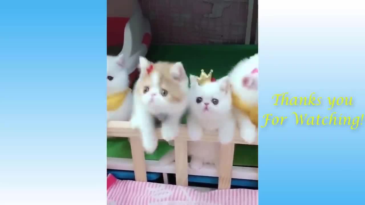 Top Funny Cat Videos Of The Weekly - Try Not To Laugh 17