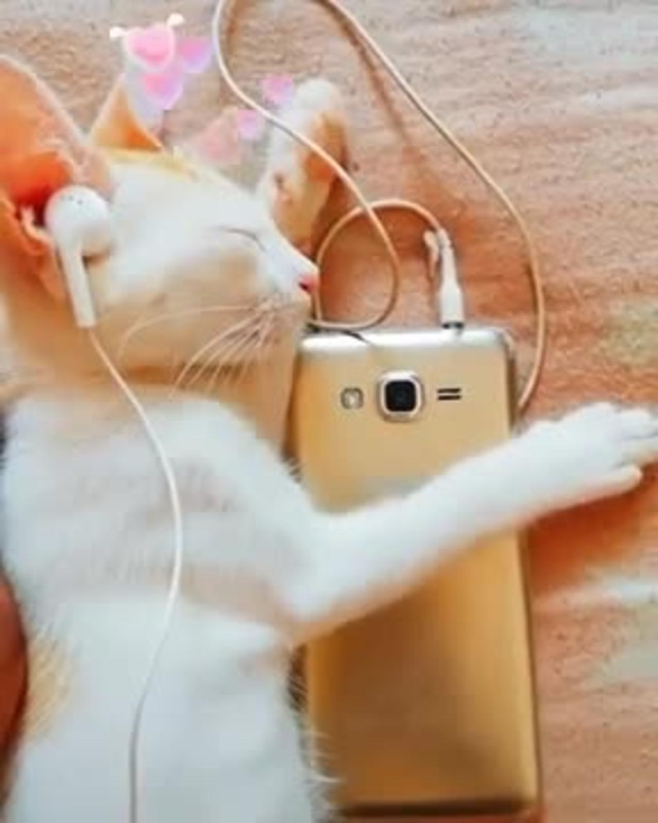 Cut cat Enjoy Music