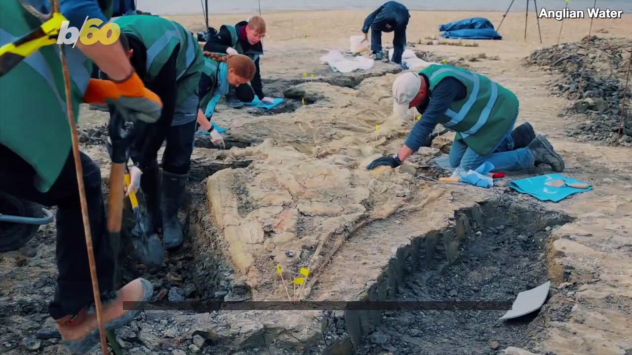 Experts Dig Up 32-Foot-Long ‘Sea Dragon’ Fossil in the UK