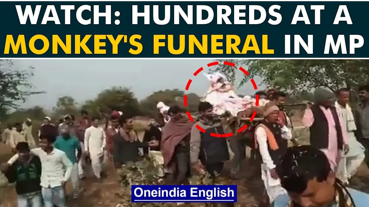 Madhya Pradesh: 1,500 attend monkey's funeral feast amid Covid surge; 2 arrested | Oneindia News
