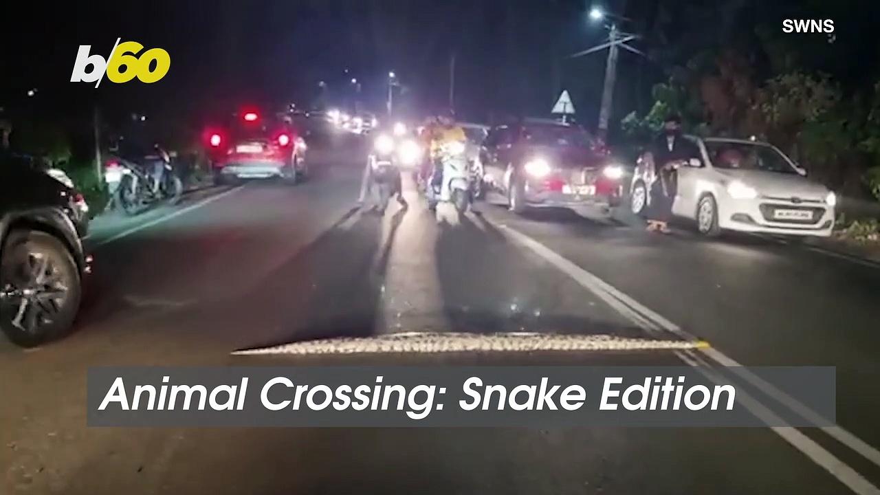 Slithering Streets! Indian Citizens Stop Traffic To Allow Huge Python To Cross the Road!