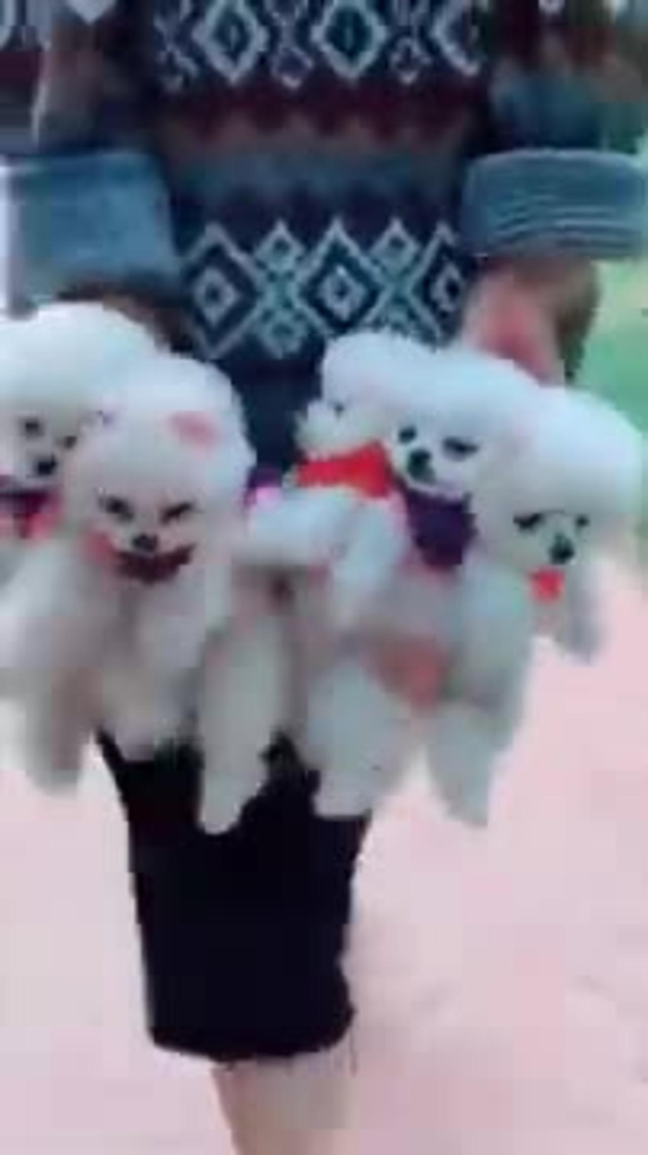 First Cute Pomeranian puppies One News Page VIDEO