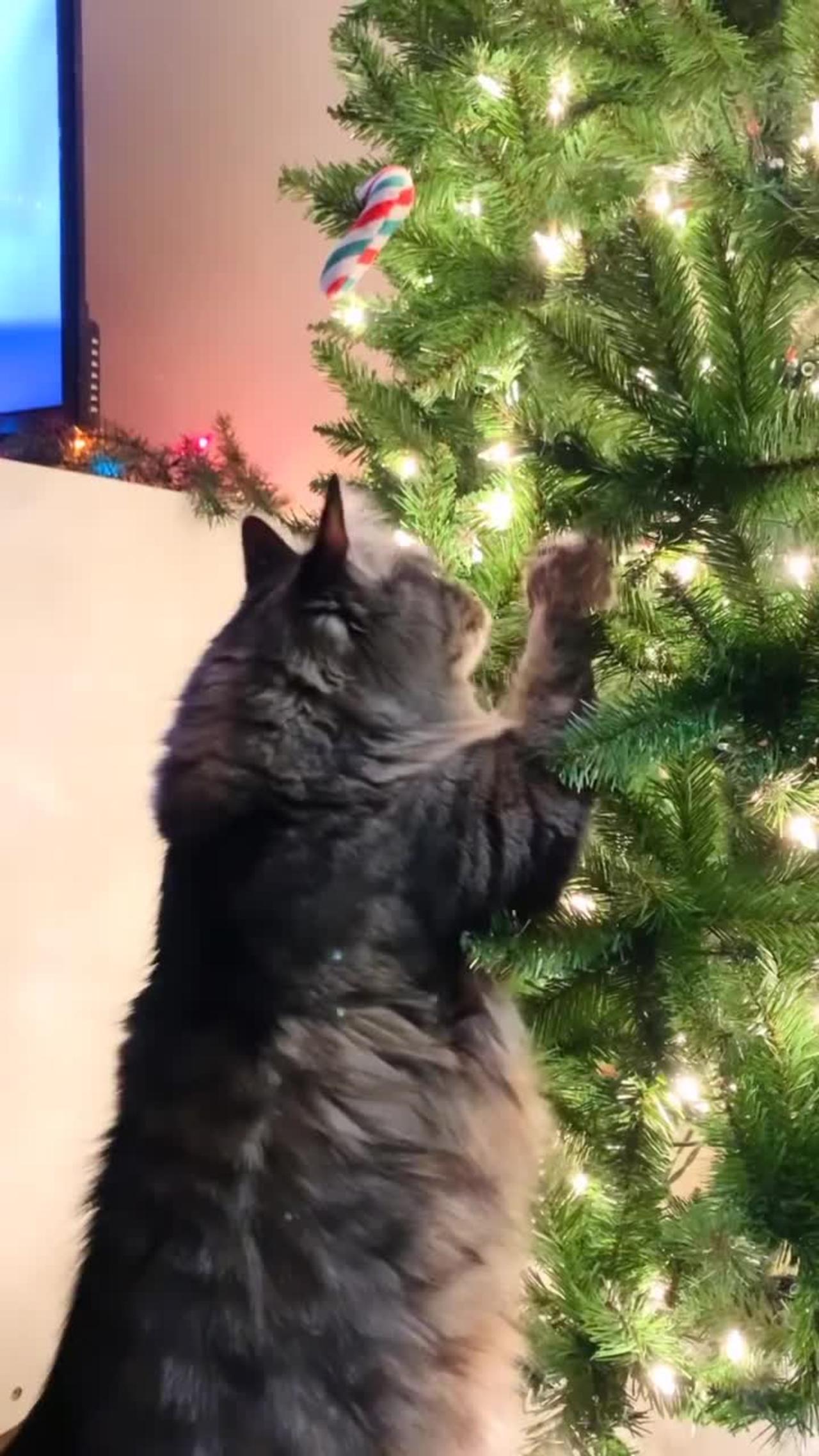 Cat playing with Christmas tree🎄
