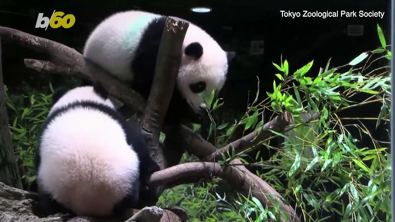 Check Out These Twin Pandas at Tokyo's Ueno Zoo