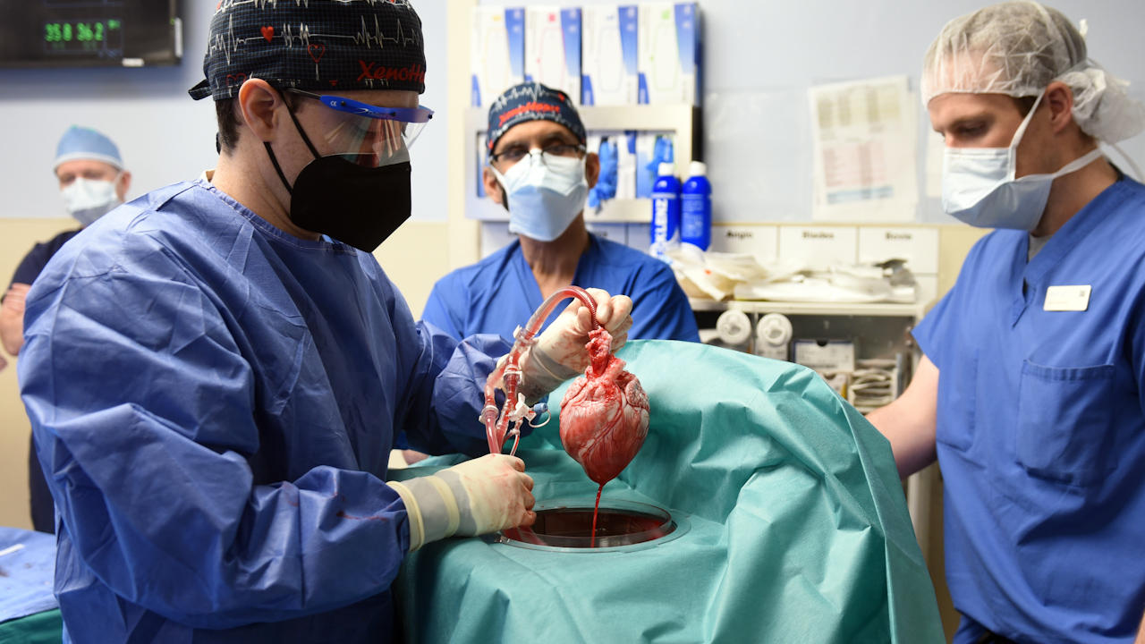 Man Receives Pig Heart In Medical-First Transplant