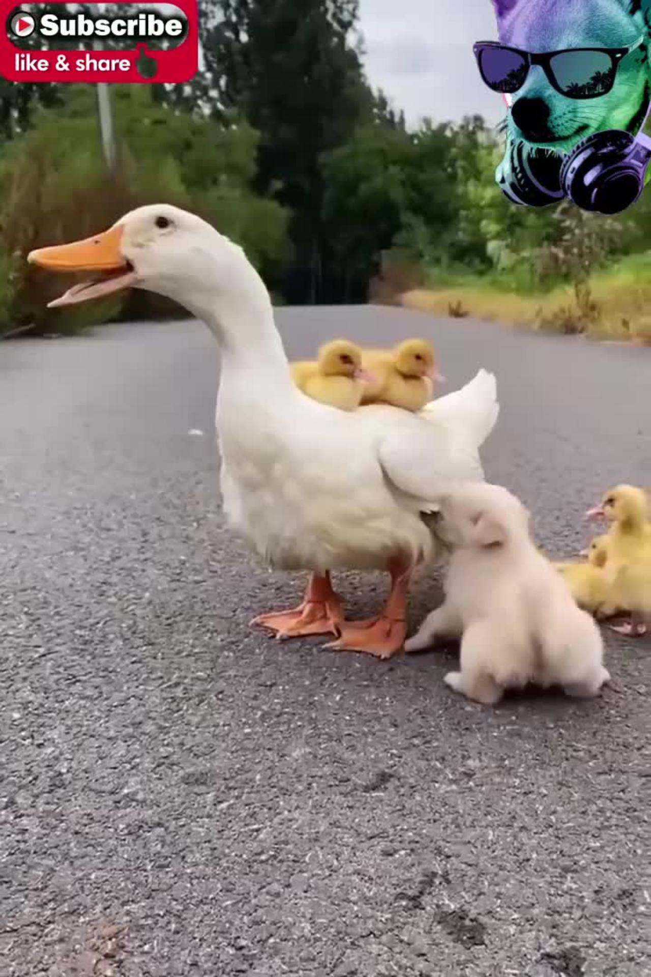 So funny ,, dog eat duck and fun always || My love cute puppy 🥰The world of my love😘 Omg so lovely 😍