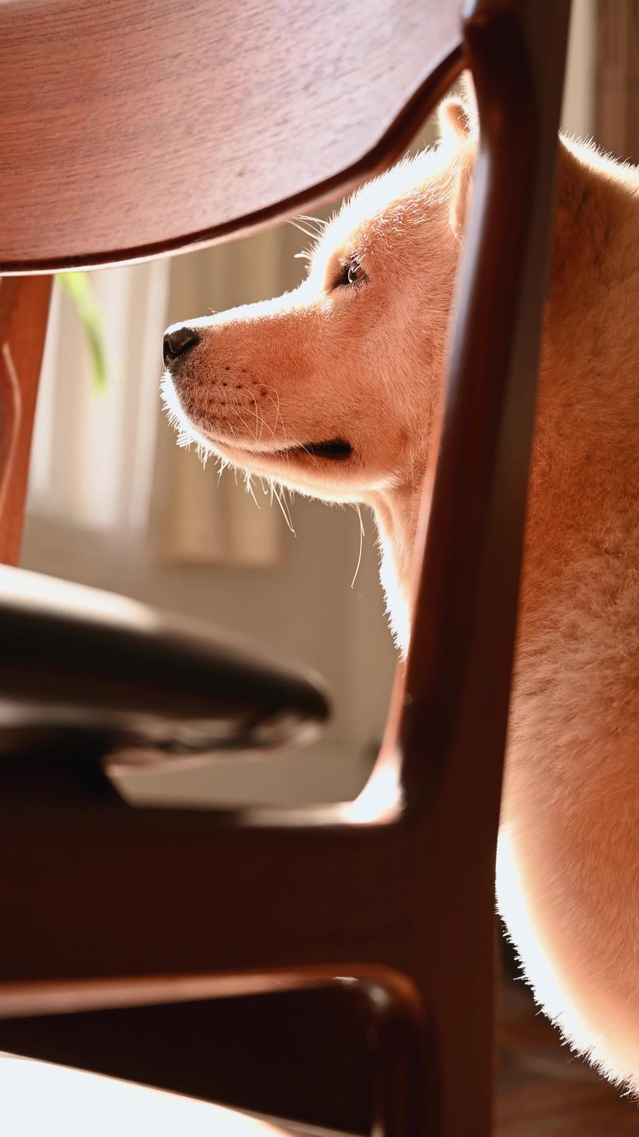 A Cute Dog Behind a chair