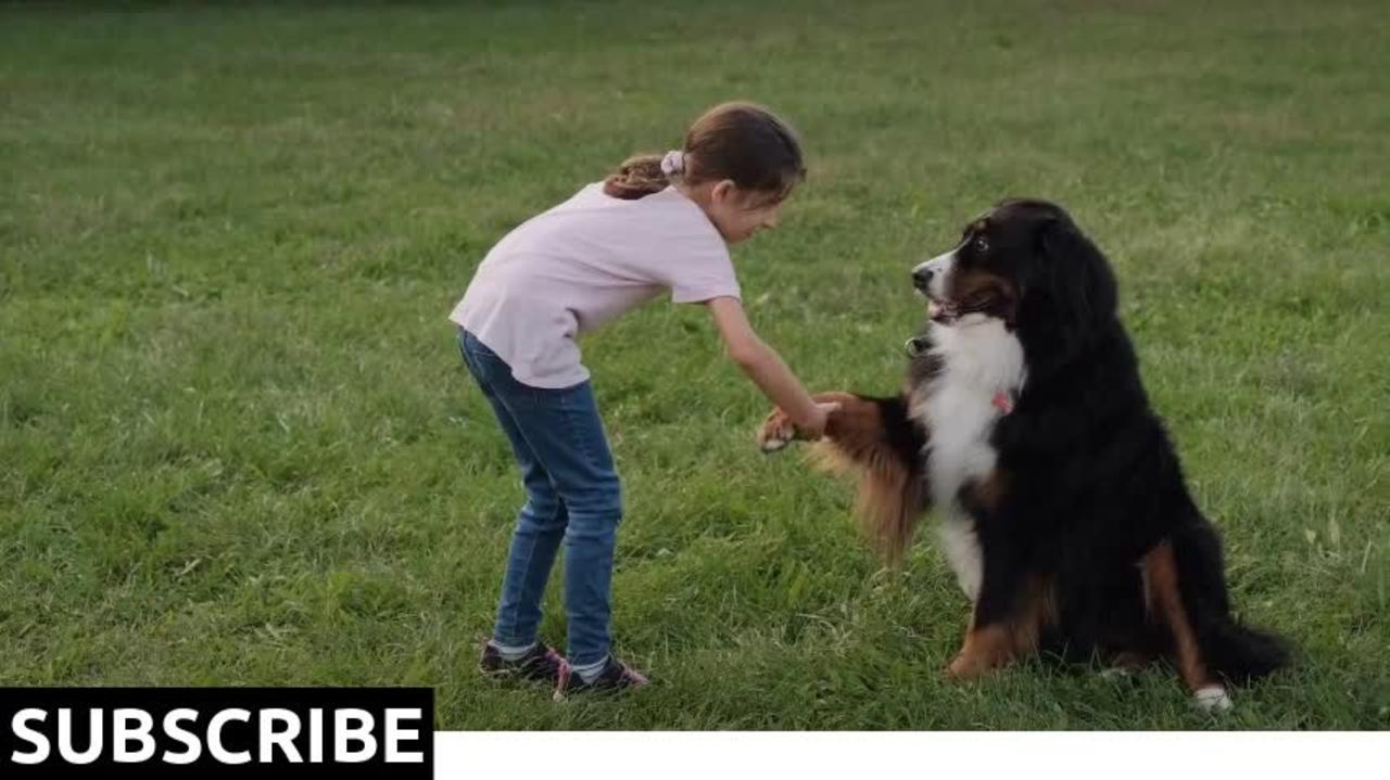 12 Little Girl Female Child Playing Tricks With Dog In Park