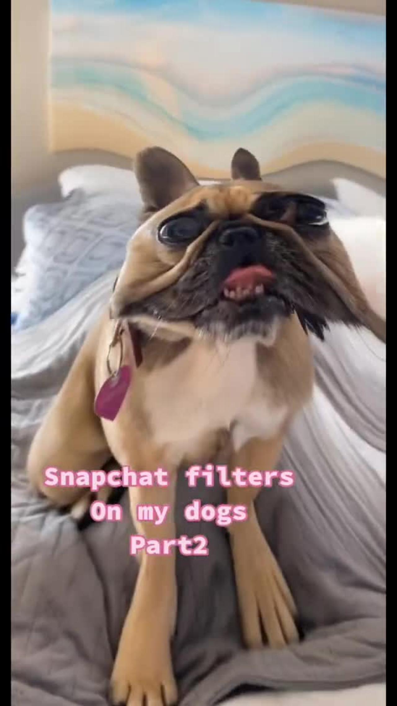 Dog Funny snapchat video, Ultimate Baby Dogs - Cute and Funny Dog Videos Compilation #Shorts