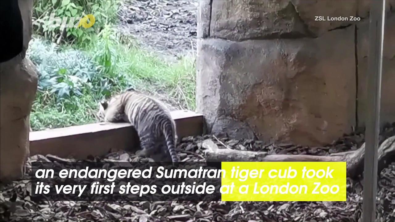 Endangered Tiger Cub Takes Its First Steps Outdoors at the London Zoo